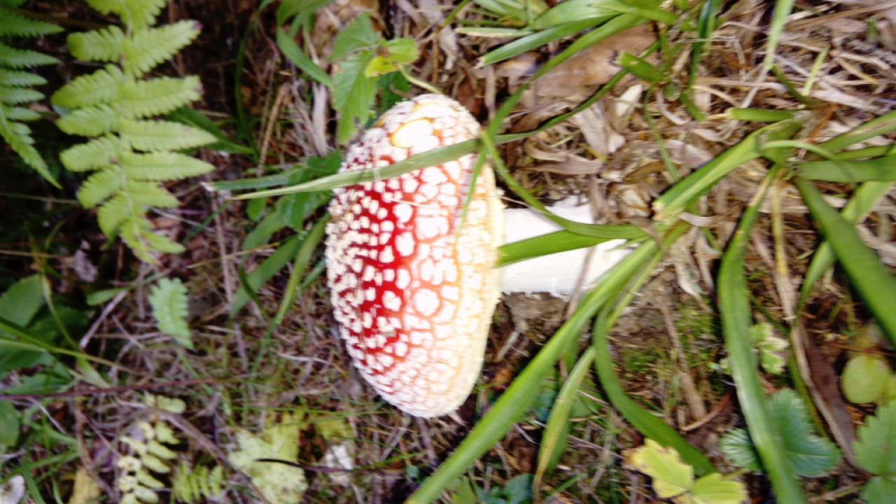 Turistický oddiel Dorina  Turistický oddiel Dorina